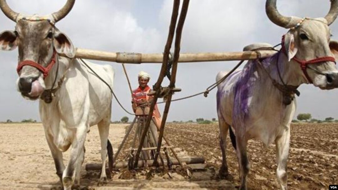 Lebih dari separuh lahan pertanian di India masih menggantungkan sistem pengairan kepada besarnya curah hujan di musim hujan (foto: dok). 