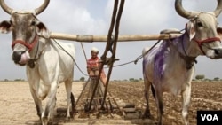 Lebih dari separuh lahan pertanian di India masih menggantungkan sistem pengairan kepada besarnya curah hujan di musim hujan (foto: dok). 