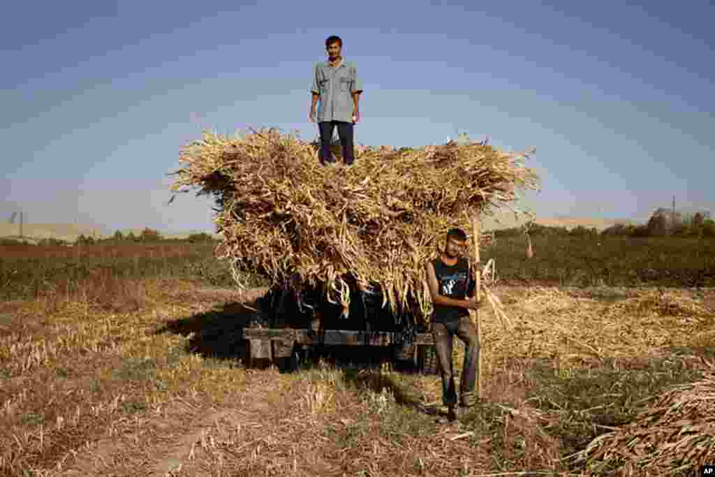 Young men working a hayfield in southern Tajikistan. (VOA - Y. Weeks)