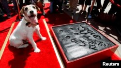 Uggie fue el primer perrito en dejar sus huellas impresas sobre la acera del Teatro Chino en Hollywood. 