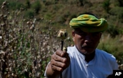 FILE - A poppy farmer holds a harvested poppy stem with dried-up opium sap in a poppy cultivation in Myanmar on Feb. 19, 2013.