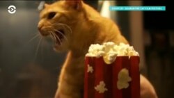 В США впервые пройдет «Карантинный кошачий кинофестиваль»