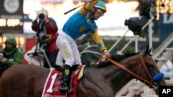 Jockey Victor Espinoza celebrates aboard American Pharoah after winning the 140th Preakness Stakes at Pimlico Race Course in Baltimore, May 16, 2015.