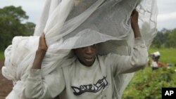 A Congolese boy walks towards Kibati, north of Goma, DRC, after being told to do so for his safety by M23 rebel fighters, November 27, 2012. 