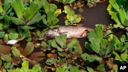 Dead fish float on the surface of Rawal lake on the outskirts of Islamabad, Pakistan, July 15, 2017. Authorities in Pakistan's capital Islamabad are investigating the water in the city's main reservoir after tons of dead fish were found in a lake on the city's outskirts.