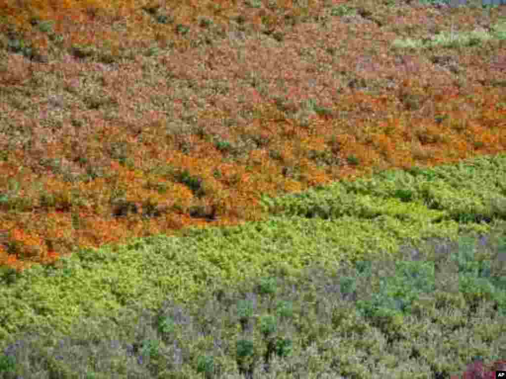 七道彩虹特写灿烂夺目