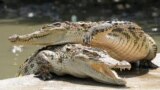 Thailand Crocodiles