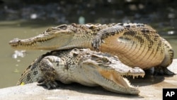 Thailand Crocodiles