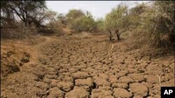 Cunto yari ka Jirta Geeska Afrika