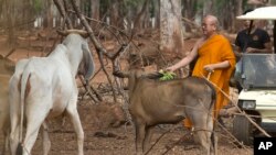 Abbot di "Tiger Temple" Phra Wisutthi Sarathera yang juga dikenal sebagai Luang Ta Chan, member makan hewan di kebun binatang di distrik Saiyok, provinsi Kanchanaburi, Bangkok barat, Thailand, 9 Juni 2016. 