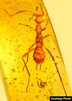 This strange insect found preserved in amber represents a new species, genus, family and order of insects. (Photo by George Poinar, courtesy of Oregon State University)