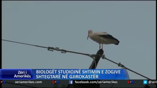 Billedresultat for Shtimi i zogjve shtegëtarë në Gjirokastër