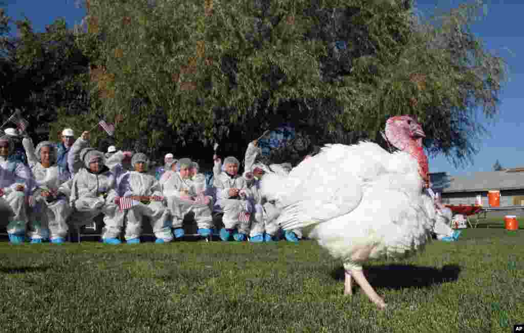 مرغی نما یہ بڑا پرندہ &#39;تھینکس گِوونگ&#39; کی خاص ڈش سمجھا جاتا ہے اور خواتینِ خانہ اسے بڑے اہتمام سے تیار کرتی ہیں۔