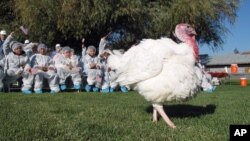 El pavo es la comida tradicional en el Día de Acción de Gracias, pero algunos, como este en Modesto, California, logran salvarse de la cena.