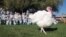 El pavo es la comida tradicional en el Día de Acción de Gracias, pero algunos, como este en Modesto, California, logran salvarse de la cena.