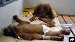 Sepasang orangutan dirawat di Pusat Orangutan Nyaru Menteng di Palangkaraya, Kalimantan Tengah. (Foto: Dok)