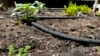 How to Save Money Watering Your Garden