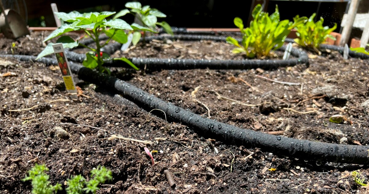How to Save Money Watering Your Garden
