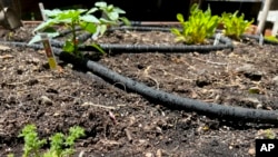 This May 26, 2023, image provided by Jessica Damiano shows a soaker hose system installed in a raised vegetable garden bed on Long Island, N.Y. (Jessica Damiano via AP)