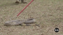 Snakebite victims in Southern Africa struggle to get anti-venom 