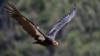 California Condors Return to the Skies After Near Extinction