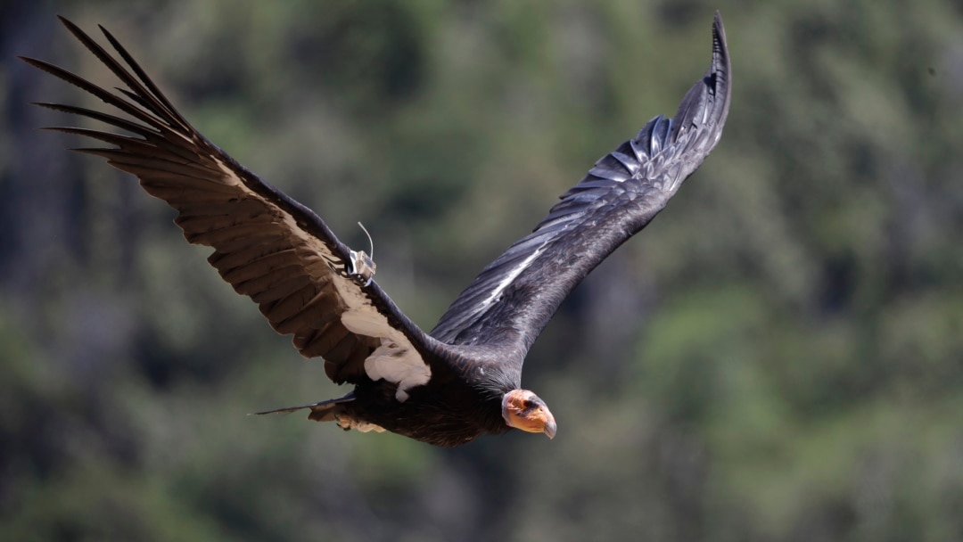 加州禿鷲-一個拯救瀕危生物的罕見故事