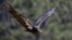 Burung Condor California terbang di hutan Ventana, arah timur Big Sur, California, 21 Juni 2017.
