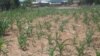 Dry Spell Caused by Tropical Cyclone Funso Devastates Zimbabwe Crops