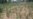 Dry Spell Caused by Tropical Cyclone Funso Devastates Zimbabwe Crops