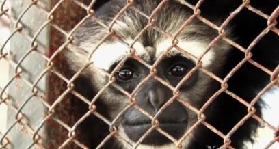 Demand Drives Illicit Global Animal Trade