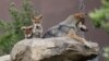 Anak-anak serigala abu-abu Meksiko tampak di cagar alam di Museo del Desierto, di Saltillo, Meksiko, 2 Juli 2020. (Foto: Daniel Becerril/Reuters)