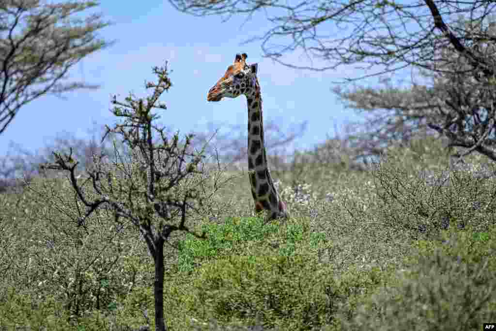 A Rothschild subspecies of a giraffe is seen on ol-Kokwe Island on Lake Baringo in Rift Valley, Kenya. Giraffees and other wildlife animals have been threatened due to the rising waters of the lake.