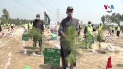 په چارسده کې د یونیم لک ونو بوټو کرلو منصوبې پرانسته شوې