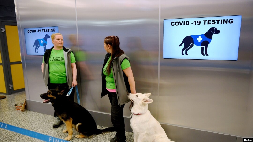 Anjing pelacak Valo (kiri) dan E.T., yang dilatih untuk mendeteksi penumpang yang mengidap COVID-19 dari sampel yang diambil, duduk disamping penjaga mereka di Bandara Helsinki di Vantaa, Finlandia, pada 22 September 2020. (Foto: Lehtikuva/via Reuters)