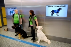 Sniffer dogs Valo, left, and E.T., who are trained to detect the coronavirus disease from the arriving passengers' samples, sit next to their trainers at Helsinki Airport in Vantaa, Finland, Sept. 22, 2020.