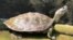 The turtle is known for its permanent smile ( Wildlife Conservation Society / Turtle Survival Alliance )