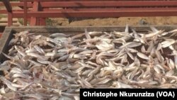 Le poisson Ndagale (VOA/ Christophe Nkurunziza)