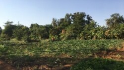 Coronavirus bana kololo nako sene kan, Kati sigida la
