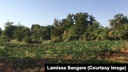 Coronavirus bana kololo nako sene kan, Kati sigida la