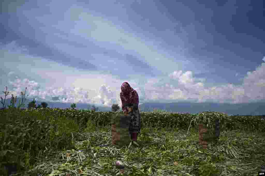 A farmer collects turnips in a field outside Srinagar, India.