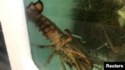 A lobster is seen at a fish market in Sydney, Australia in this still image taken from video on January 21, 2021. 