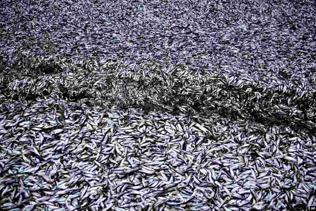 Thirty-seven tons of fish are seen after falling out of an overturned truck in Viborg, Denmark. No one was hurt, but the accident caused traffic delays.