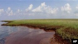 Oil from the Deepwater Horizon spill pools against the Louisiana coast along Barataria Bay.