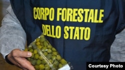 Italian officers recovered more than 85 tonnes of olives which had been ‘painted’ with copper sulphate solutions to enhance their colour. (Interpol)