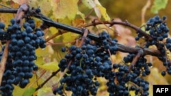 El estudio encontró que extractos de cuatro productos químicos naturales que se encuentran en las uvas moscatel, una variedad de uva nativa del sudeste de EE.UU. juegan un importante rol en el metabolismo de células grasas.