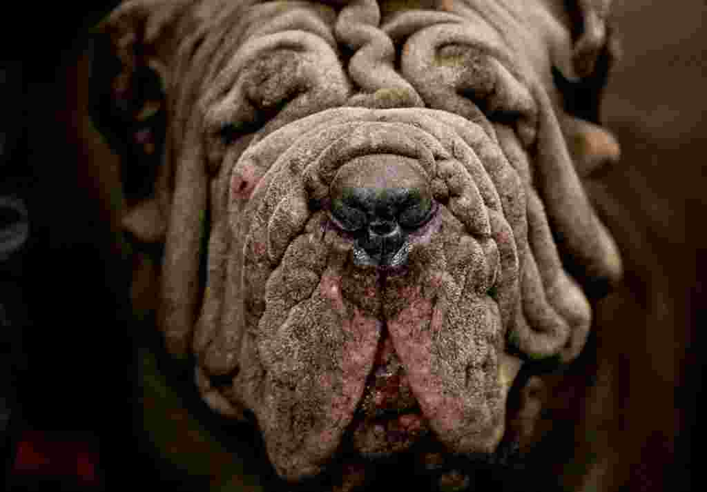 Neapolitan Mastiff Trinity, llegó desde Ontario Canadá, espera por la decisión del jurado.