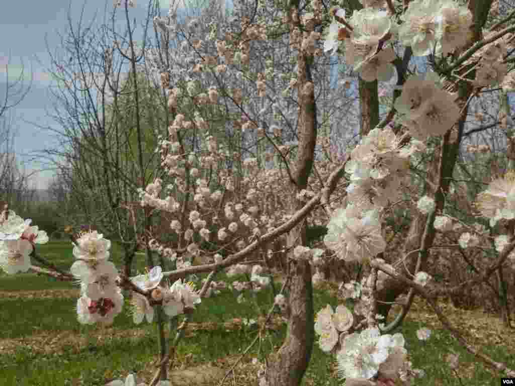 بهار لارگان، شهرستان فلاورجان استان اصفهان عکس: مجتبی (ارسالی شما)