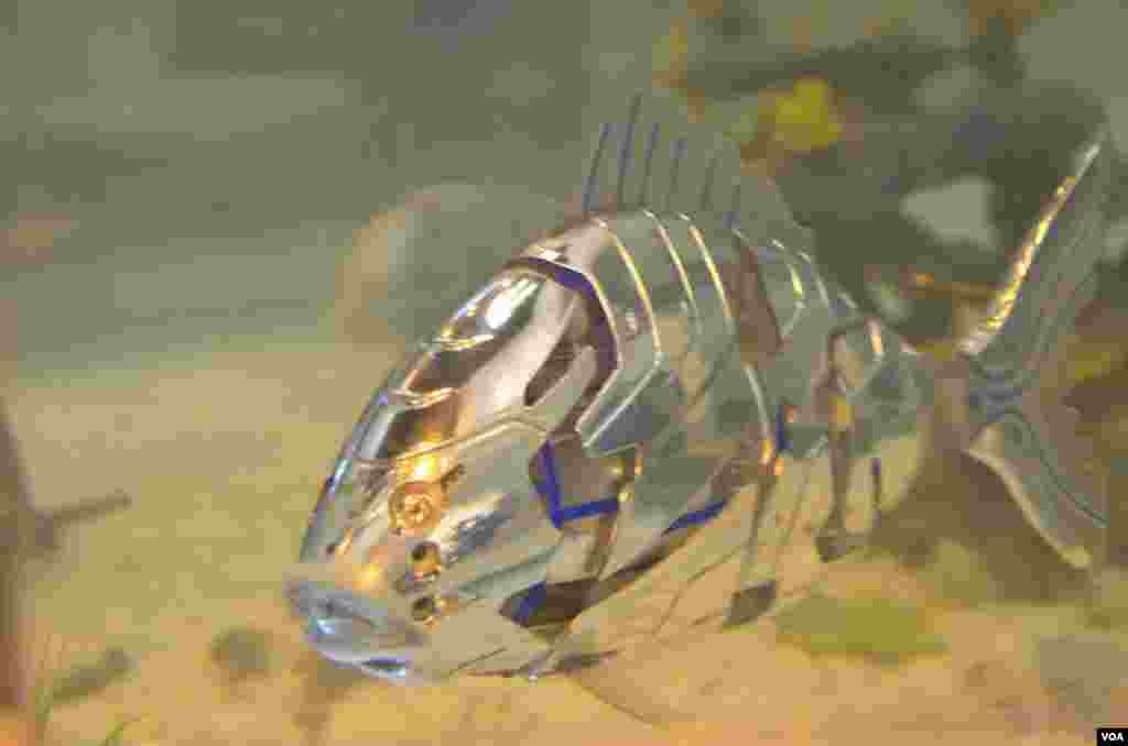 A robot fish swimming in a tank at the Yeosu Expo, South Korea, June 9, 2012. (S.L. Herman/VOA)