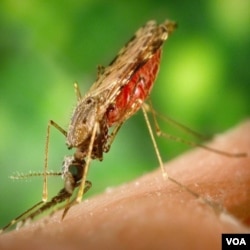 Nyamuk jenis Anopheles pembawa malaria bisa diketahui lewat posisi tubuhnya ketika menggigit. Obat nyamuk diketahui makin tidak manjur menghindari gigitan serangga ini.