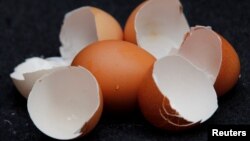 Illustration picture of eggs